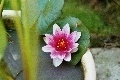 Yoga and Stress Busting. Resize Waterlily